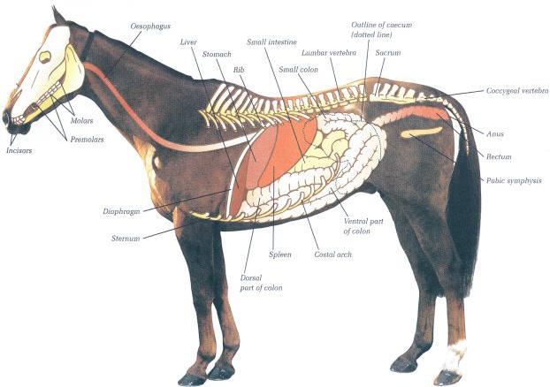 Diagram of the equine digestive system