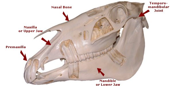 Diagram of the bones of a horse's head