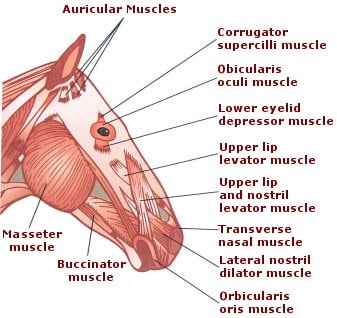 Diagram of the muscles of a horse's head