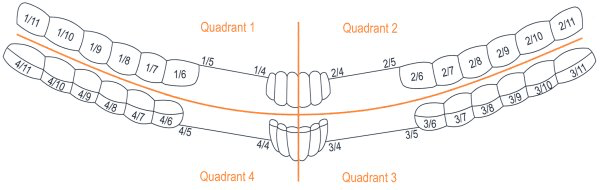 teeth numbers quadrants